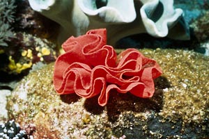 Ballerina spagnola (Hexabranchus sanguineus)