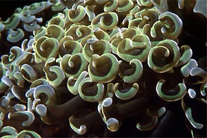 Madrepora ancora (Euphyllia ancora)