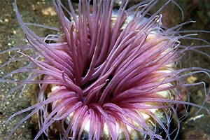 Cerianto (Cerianthus sp.)