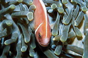 Pesce pagliaccio rosa (Amphiprion perideraion)