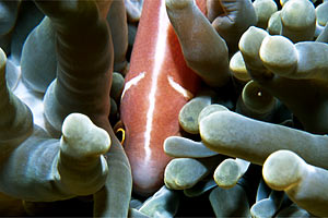 Pesce pagliaccio rosa (Amphiprion perideraion)