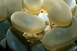 Madrepora cervello (Plerogyra sinuosa)