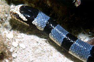 Serpente di mare (Laticauda colubrina)