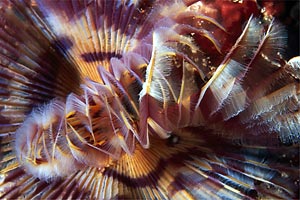 Spirografo (n.d. n.d.)