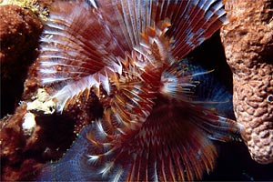 Spirografo (n.d. n.d.)