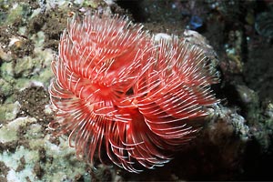 Spirografo (n.d. n.d.)