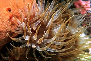 Corallo arancione (Tubastraea sp.)