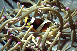Pesce pagliaccio di barriera (Amphiprion akindynos)