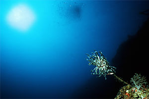 Crinoide (Oxycomanthus bennetti)