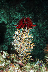 Crinoide (Oxycomanthus bennetti)