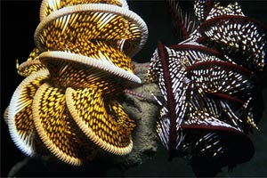 Crinoide (Oxycomanthus bennetti)