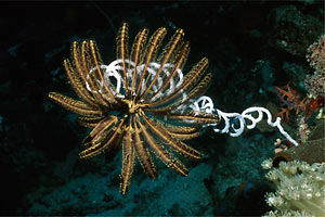 Crinoide (Cenometra bella)