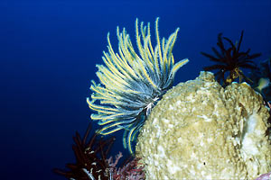 Crinoide (Oxycomanthus bennetti)