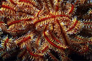 Crinoide (Oxycomanthus bennetti)