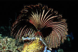 Crinoide (Pontiometra andersonii)