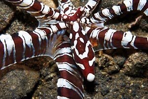 Wonderpus (Octopus species 20)