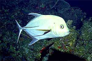 Carangide (Caranx lugubris)