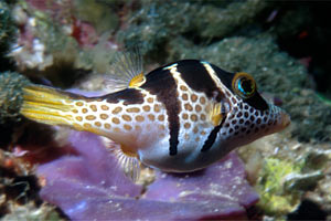 Pesce palla (Canthigaster valentini)