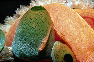 Gobide (Pleurosicya mossambica)