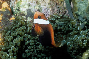 Pesce pagliaccio rosso e nero (Amphiprion melanopus)
