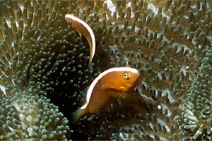 Pesce pagliaccio arancione (Amphiprion sandaracinos)
