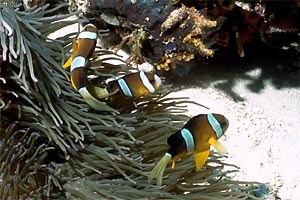 Pesce pagliaccio di Clark (Amphiprion clarkii)