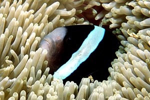 Pesce pagliaccio di Clark (Amphiprion clarkii)