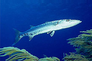 Barracuda (Sphyraena barracuda)