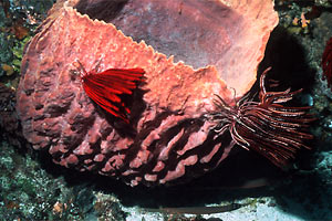 Crinoide (Himerometra robustipinna)