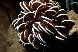 Crinoide (Oxycomanthus bennetti)