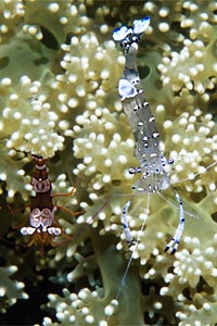 Gamberetto (Periclimenes venustus)