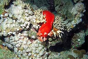 Ballerina spagnola (Hexabranchus sanguineus)