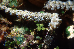 Aeolidia (Pteraeolidia ianthina)