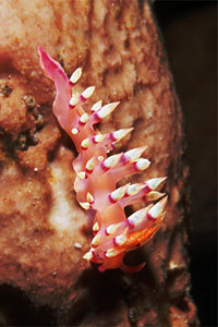 Flabellina (Flabellina exoptata)