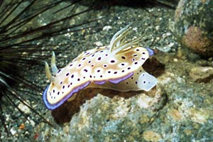 Chromodoris kuniei (Chromodoris kuniei)