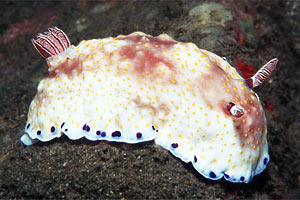 Chromodoris (Chromodoris aureopurpurea)