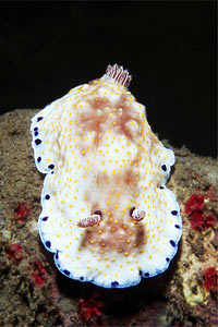 Chromodoris (Chromodoris aureopurpurea)