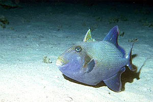 Pesce balestra (Pseudobalistes fuscus)