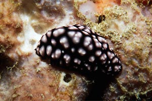 Fillidiella pustolosa (Phyllidiella pustulosa)