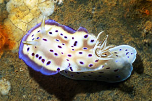 Chromodoris kuniei (Chromodoris kuniei)