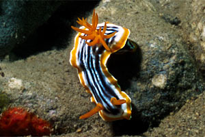 Chromodoris magnifica (Chromodoris magnifica)