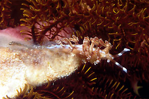 Flabellina (Flabellina bilas)