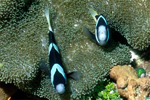 Pesce pagliaccio di Clark (Amphiprion clarkii)