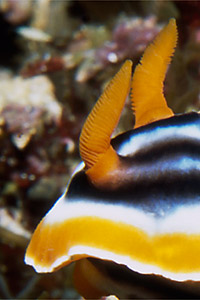 Chromodoris magnifica (Chromodoris magnifica)