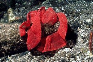 Ballerina spagnola (Hexabranchus sanguineus)