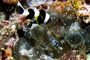 Pesce pagliaccio di barriera (Amphiprion akindynos)