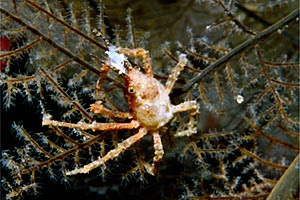 Granchio toro (Naxioides taurus)