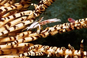 Galatea del crinoide (Allogalathea elegans)