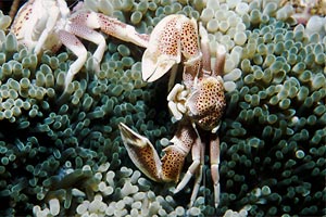 Granchio porcellana (Neopetrolisthes maculatus)