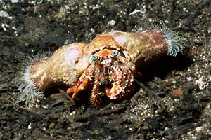 Paguro con anemoni (Dardanus pedunculatus)